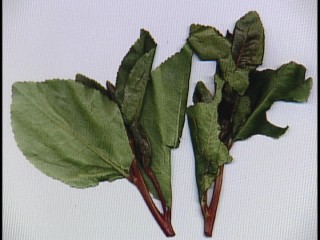 Khat leaves